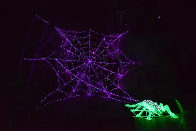 DSC_7030 (Large).JPG